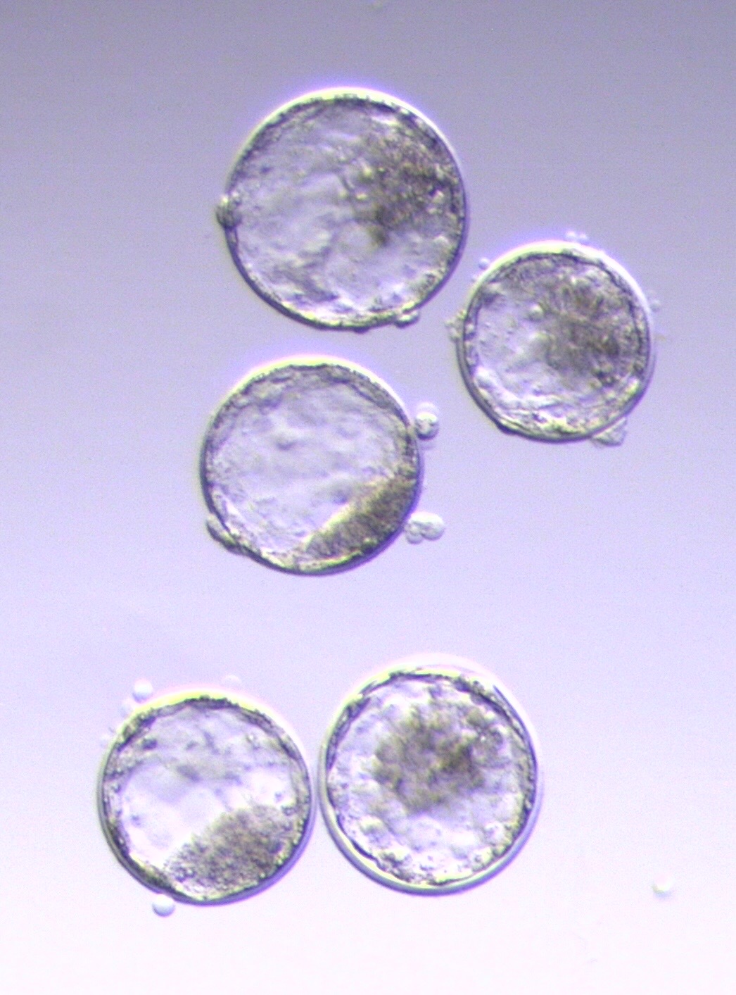 AETA ensures that the phrase ‘certified embryo’ actually means something of value to the buyer.